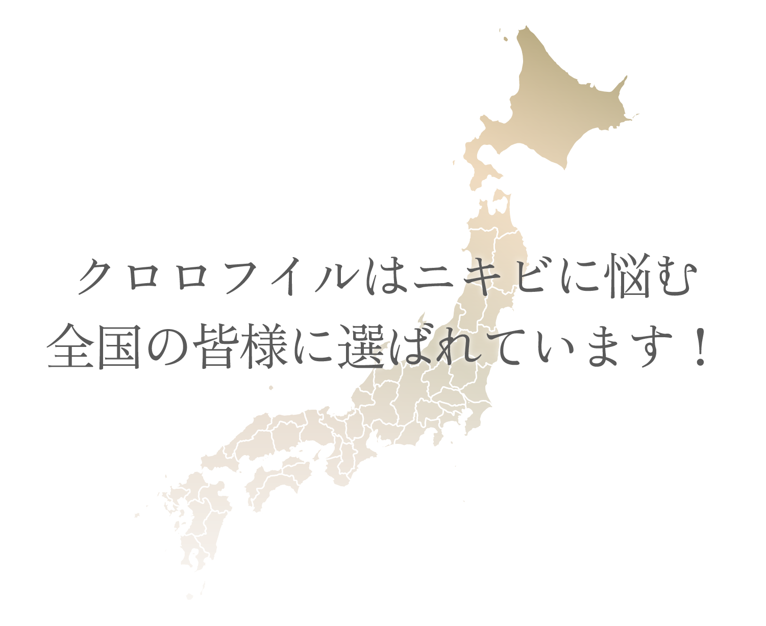 クロロフイルと他社との比較